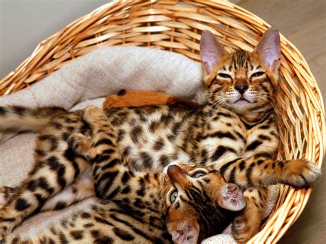 The bengal cat is a domesticated cat breed created from hybrids of domestic cats, especially the spotted egyptian mau, with the asian leopard cat (prionailurus bengalensis). Bengal Cat: Everything You Need to Know About this Breed