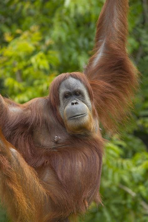 Pin On Animals Chimpanzee Gorilla Monkeys Orangutan
