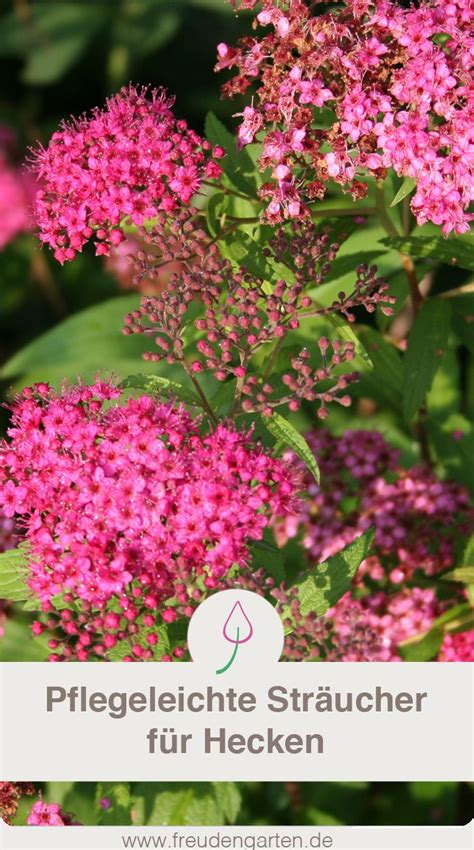 Entweder hat man keine zeit oder nicht den nötigen grünen daumen, um den garten zu pflegen. Die besten Pflanzen für eine pflegeleichte Hecke ...