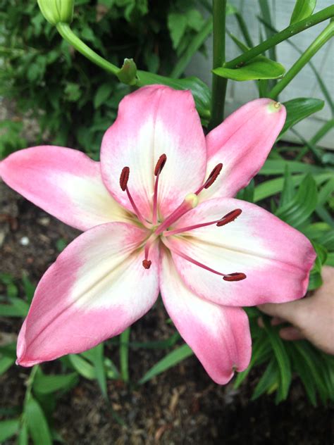 Type Of Lily Types Of Flowers Types Of Lilies Flower Garden