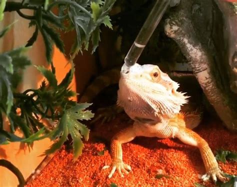 This is not good for them and is possibly fatal, so always make sure your beardie is well hydrated. How Long Can A Bearded Dragon Go Without Water?