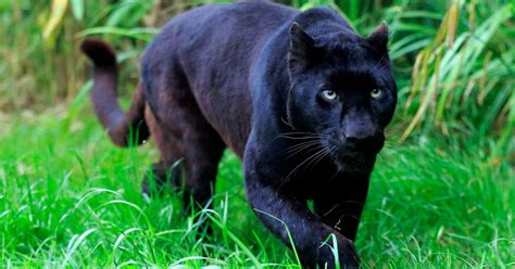 Is There A Black Panther Loose In The Countryside New Sightings