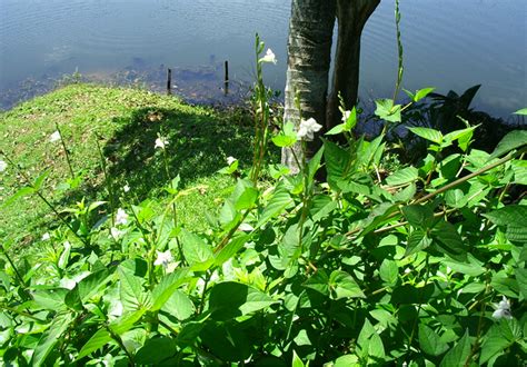 Maybe you would like to learn more about one of these? LI NA HERBS: RUMPUT ISRAEL