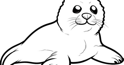 Baby Seal Drawing Free Download On Clipartmag