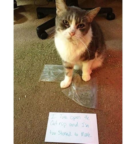 These Adorable Pet Shaming Pictures Will Definitely Make Your Day