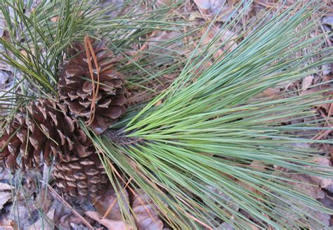 Flowering trees in north georgia. Using Georgia Native Plants: Native Evergreen Conifers in ...