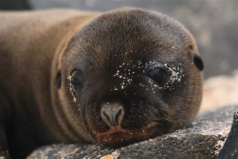 10 Amazing Animals To See In The Galápagos Islands Fodors Travel Guide