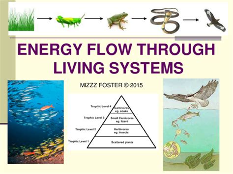 Calculating Energy Flow Through An Organism And A Food Chain By Uk