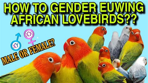 How To Gender Euwing African Lovebirds Youtube