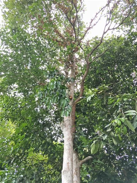 Awali dengan memberi nama si buah hati dari kumpulan nama bayi eropa berikut ini. Rasa Khasiat Pohon, Nama Lain & Cara Makan Buah Kapul Khas ...