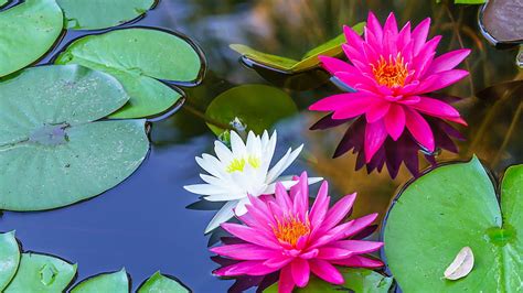 Pink White Water Lily Flowers With Green Leaves Flowers Hd Wallpaper