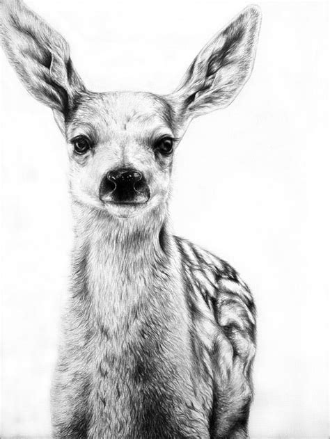 Deer Doe Amazing Drawing Easy Pencil Drawings Pencil Drawings Of