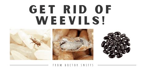 How To Get Rid Of Weevils Actionable Tips