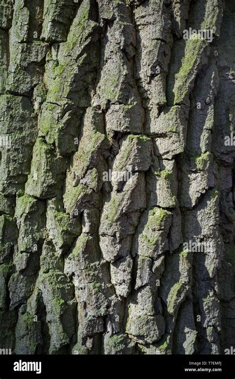Tree Bark Populus Alba Hi Res Stock Photography And Images Alamy