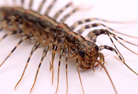 Some common types of cockroaches are german roaches, asian roaches, and the american cockroach. The Creepy Bugs That Live In Your House