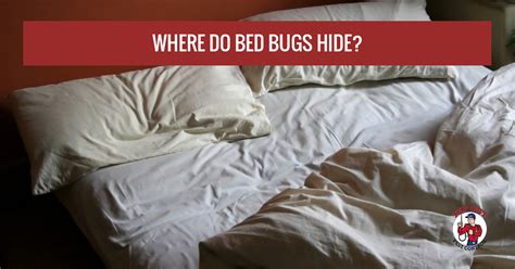 Bed Bug Treatment Hoboken Where Do Bed Bugs Hide