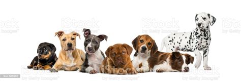 This group is for lovers & dachshund breeders. Group Of Puppies Lying In Front Of A White Background Stock Photo - Download Image Now - iStock
