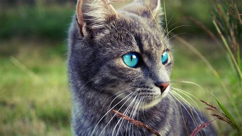 10 Best Products For Your Gorgeous Gray Cat With Blue Eyes A Review