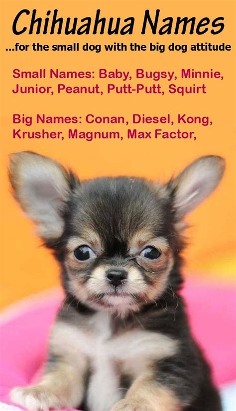 Chihuahua Names Big Names For The Little Guy Chihuahuas Chihuahua