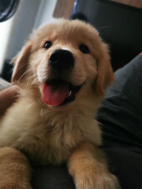 3 best u/great-teacher-ad images on Pholder | Puppy Smiles, Puppies and