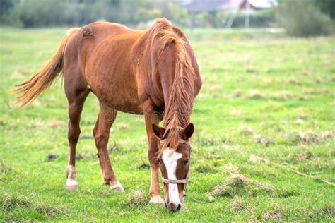 Beautiful Chestnut Horse Grazing In Green Grassland Summer Field Stock