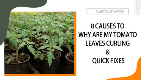 8 Causes To Why Are My Tomato Leaves Curling And Quick Fixes
