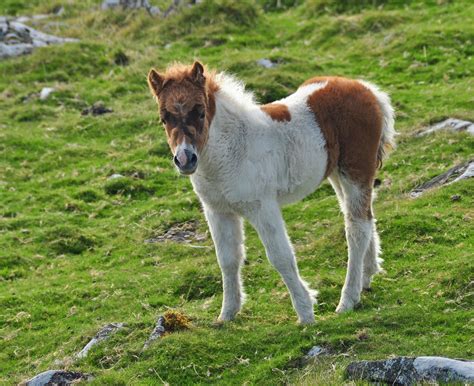 File:Pony foal on Cox Tor.jpg