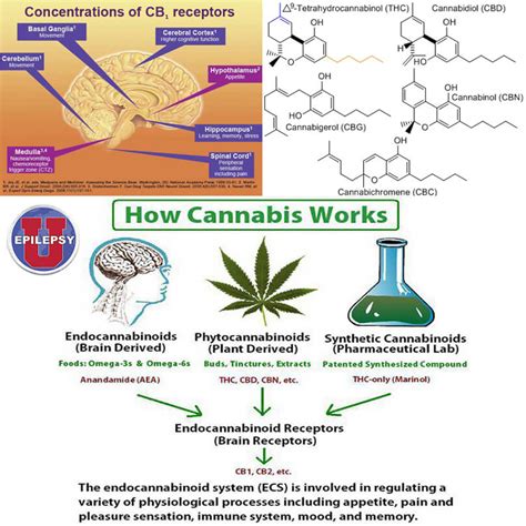 Cannabinoid Clarification Epilepsyu