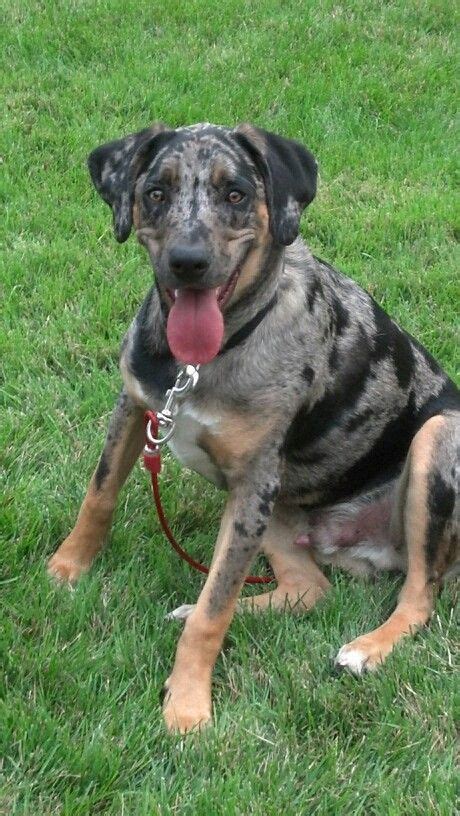 You can contact cleveland for a no kill city through this facebook page, by email at clevelandforanokillcity@gmail.com. Gunner 8 months old | Catahoula leopard dog | Pinterest
