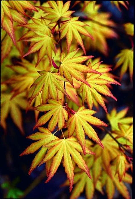 Japanese Maple Varieties Spectacular Trees For Your Garden Garden
