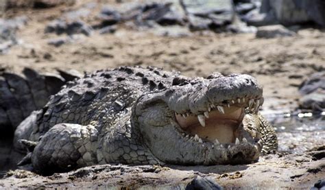 Nile Crocs Invading Florida Humans To Blame