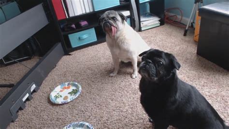 Pug Monday Sit Stay Obedience Challenge We Tag Everyone With A Pet