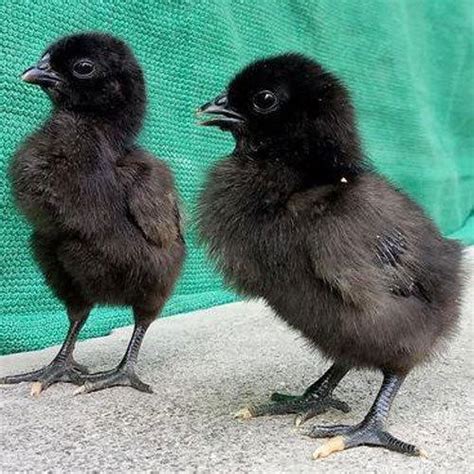 Black Kadkanath Chicks Rs 60 Piece Ski Poultry Poultry Farm And