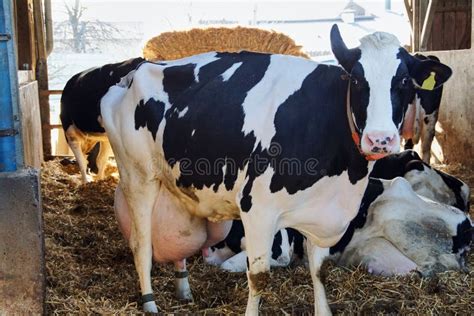 Śmieszna krowa z pełnymi milky udders zdjęcie stock obraz złożonej z perpleks bydło 92598908