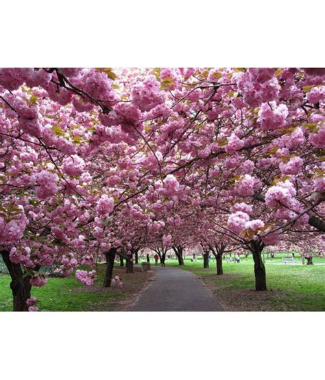 Coming into bloom two weeks later than the yoshino, the upright kwanzan branches produce autumn flowering cherry ( prunus subhirtella var. Creative Farmer Spring/Summer Exotic Flowering Cherry Tree ...