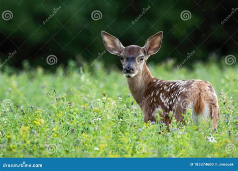 Cute Red Deer Fawn Looking Back On A Green Meadow In Summer Nature