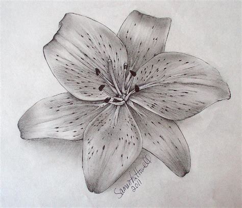 Tiger Lily Drawing By Samantha Howell Fine Art America