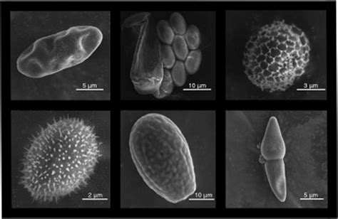 Example Scanning Electron Microscope Sem Images Of Fungal Spores