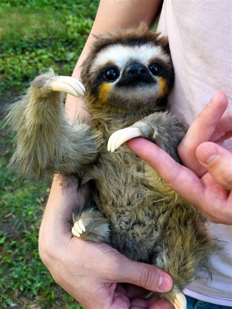 Sloth Cute Baby Sloths Baby Sloth Cute Baby Animals