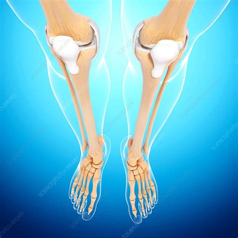 Human Leg Bones Artwork Stock Image F0074919 Science Photo Library