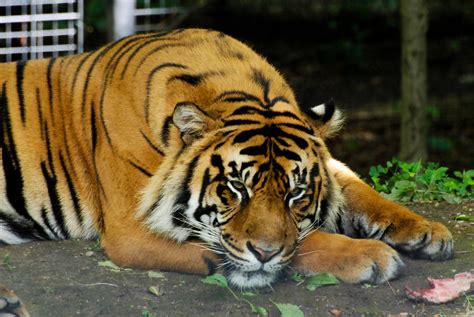 Sumatran Tiger Sumatran Tigers Are The Smallest Of The Liv Flickr