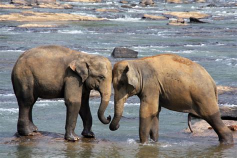 Free Images Wildlife Mammal Fauna Safari Indian Elephant African Elephant Elephants And