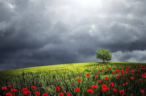 Beautiful Red Flower Field Under Cloudy Sky 1920×1080 Hd Wallpapers