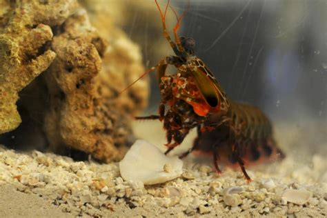Punching Mantis Shrimp Inspires Super Tough Composites