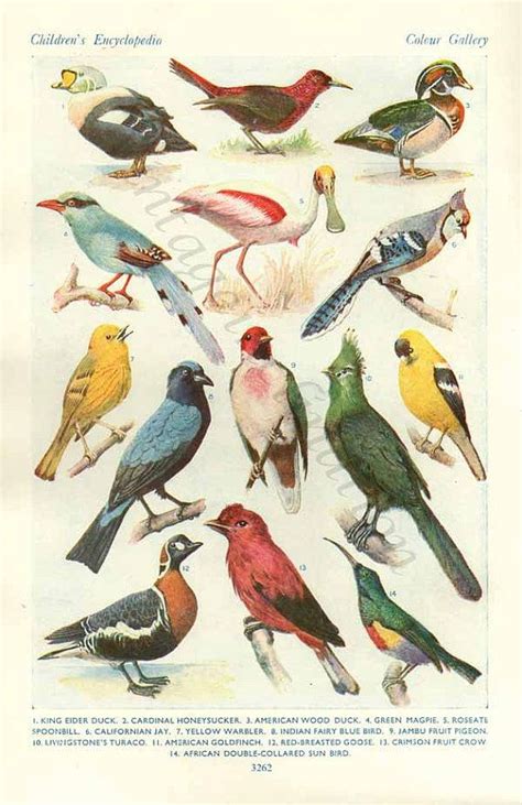 Vintage Antique Birds Prints The Worlds Most Beautiful Etsy Bird