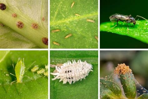 Common Houseplant Pests Identify Control And Prevent Smart Garden Guide