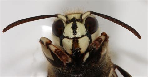 Maryland Biodiversity Project Bald Faced Hornet Dolichovespula Maculata