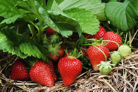 Check spelling or type a new query. Keep Strawberries Productive By Renovating Strawberry Beds