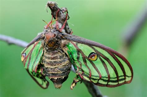 The spanish moon moth (graellsia isabellae) female. Mariposa Isabelina, a.k.a. Actias isabellae alias ...