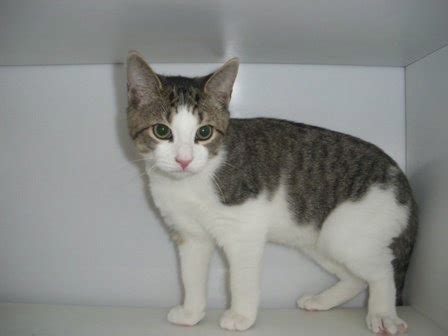 Many breeds available, even puppies and kittens. Kitten Adoption | New Jersey Veterinary Blog